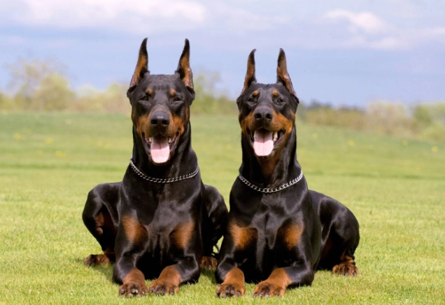 杜賓犬介紹：忠誠護衛犬的完整飼養指南與性格解析