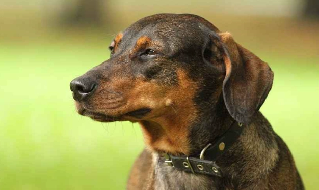 混種犬性格