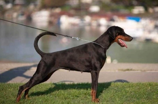 杜賓犬飼養