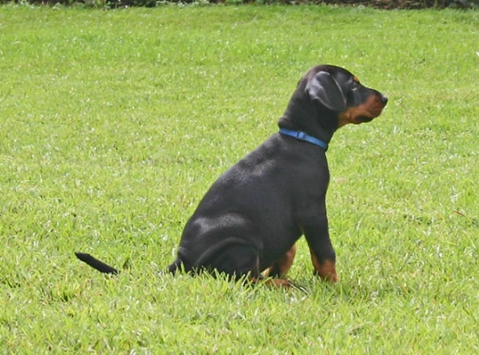 杜賓幼犬照顧