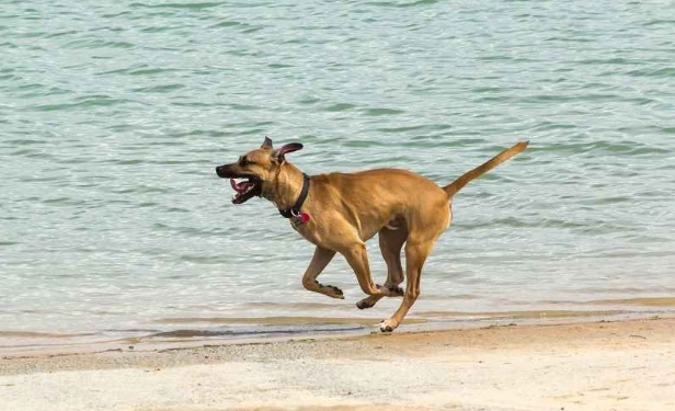 混種犬性格