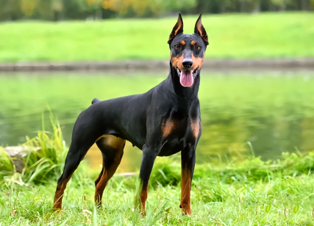 杜賓犬起源