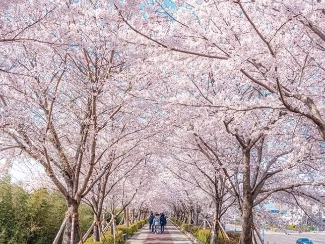 釜山櫻花季