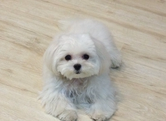 瑪爾濟斯犬優缺點完整解析：飼養前必看的真實評價