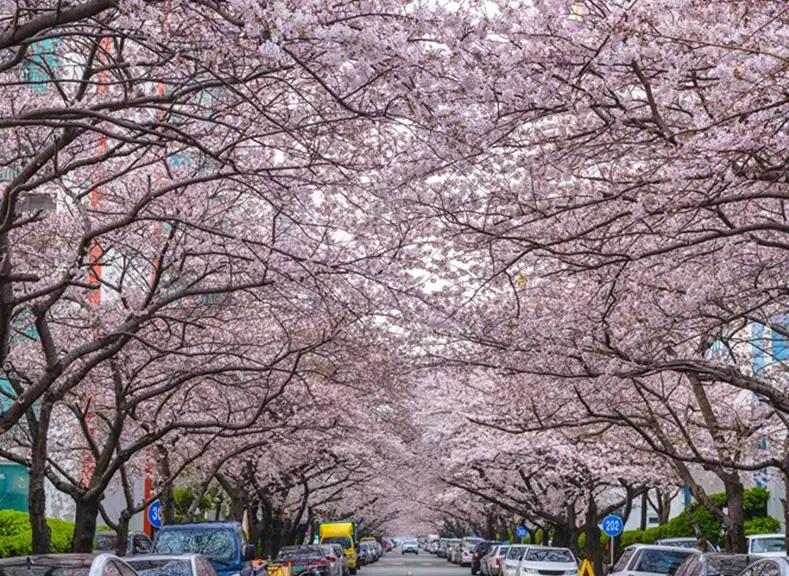 釜山賞櫻景點