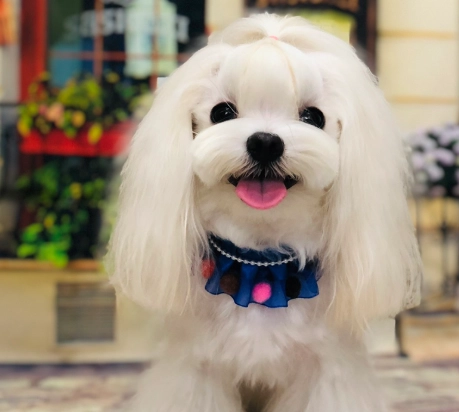 瑪爾濟斯 飼養