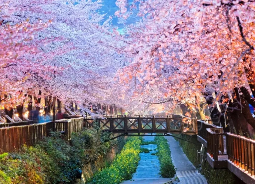 釜山櫻花季