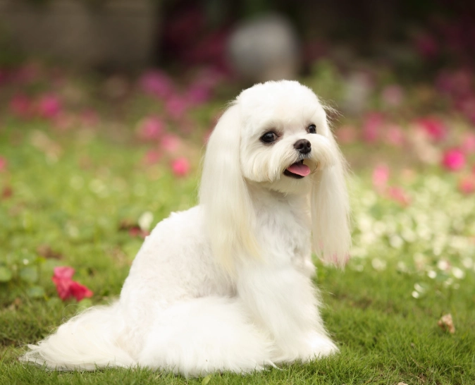 瑪爾濟斯 飼養