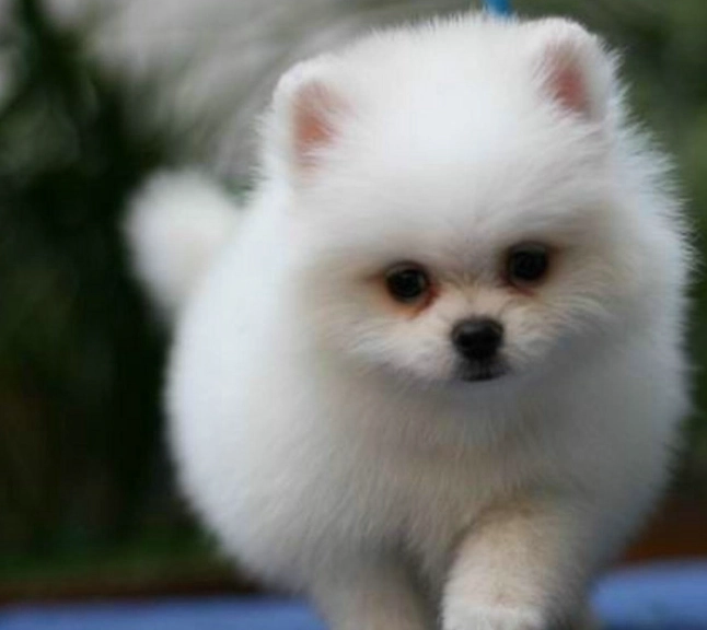 博美犬大小全解析：標準體型、體重管理與常見誤區