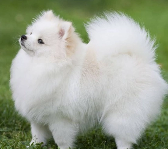 博美犬體型