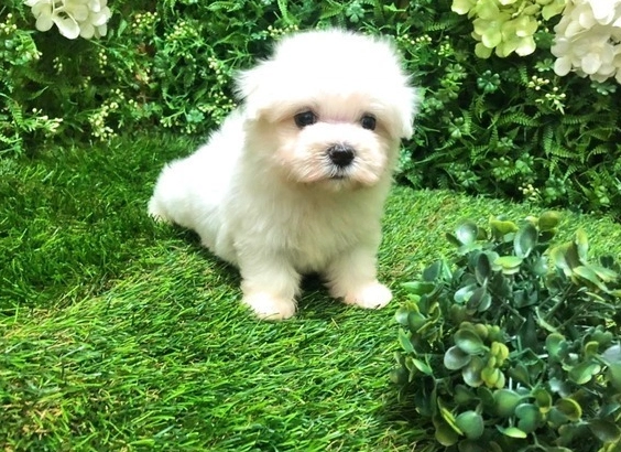 瑪爾濟斯 優點
