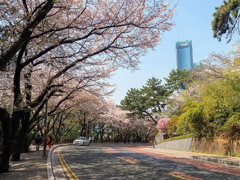 釜山櫻花