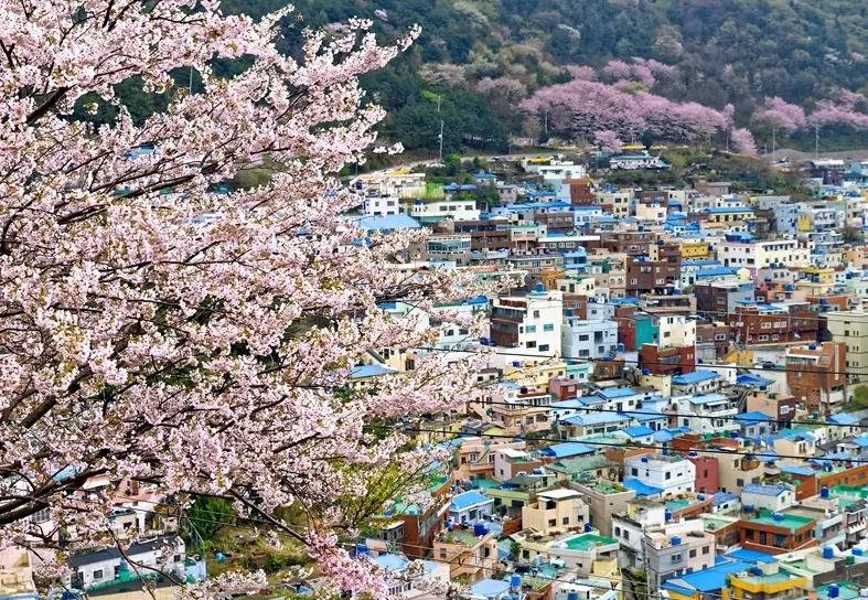 釜山賞櫻景點