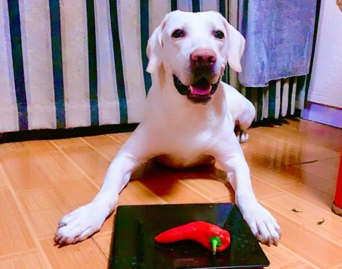 狗狗可以吃青椒嗎？獸醫解析餵食指南與3大注意事項