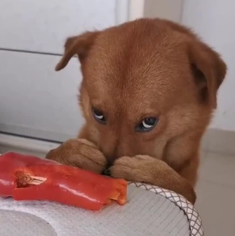 狗狗飲食禁忌
