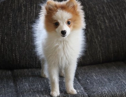 松鼠博美vs博美犬差別解析：從臉型、毛量到性格的終極指南