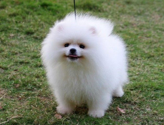 博美犬飼養