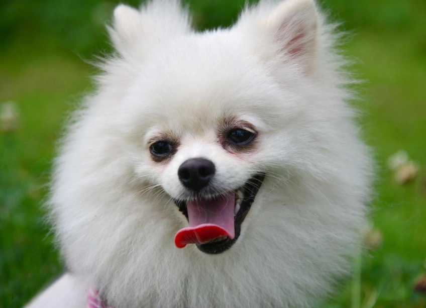 博美犬性格