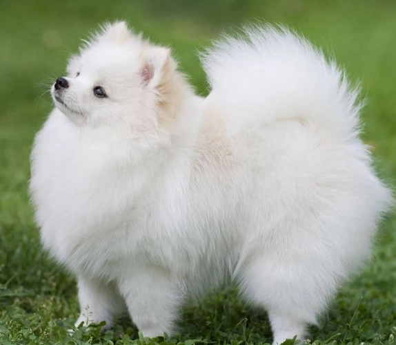 博美犬品相