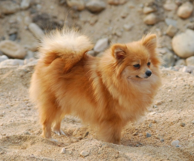博美犬性格