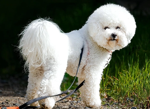比熊犬聰明嗎