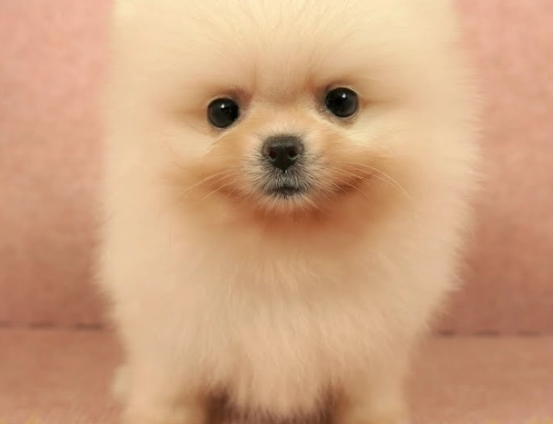 博美犬