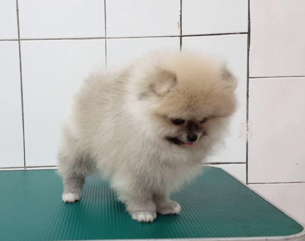 博美犬品相