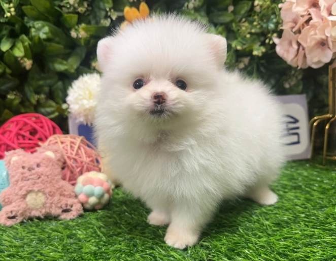 博美犬