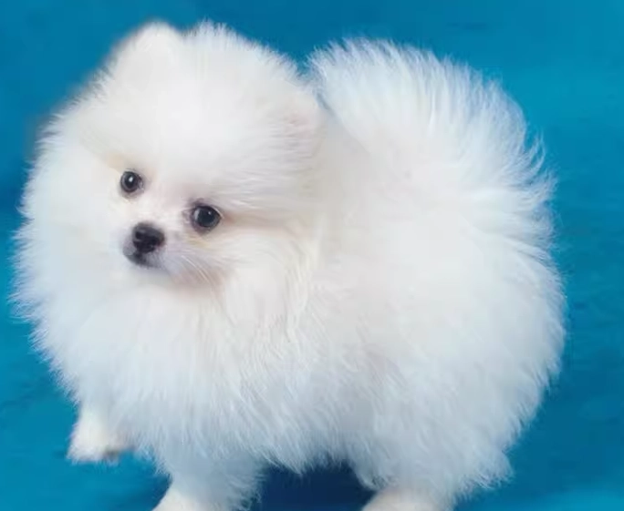 博美犬飼養
