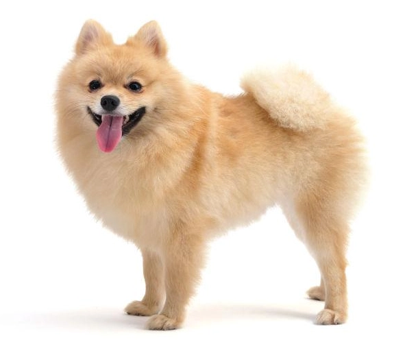 博美犬性格