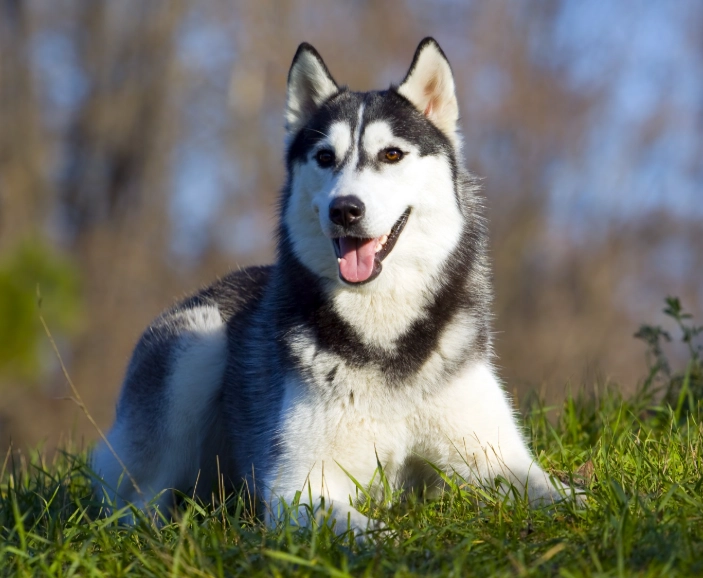 大型犬壽命全解析：延長毛孩陪伴的關鍵實用指南