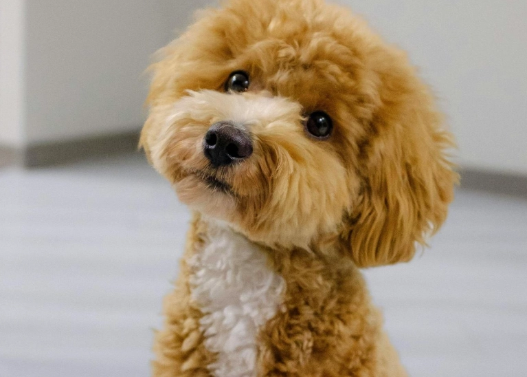 比熊犬聰明嗎
