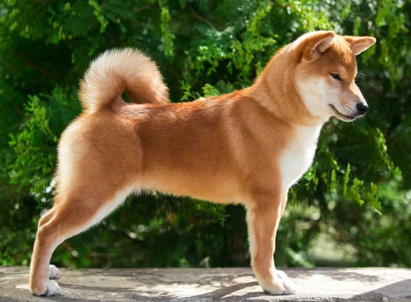 中型犬壽命全解析：影響因素與延長秘訣大公開