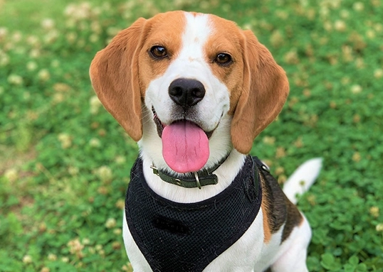 中型犬平均壽命
