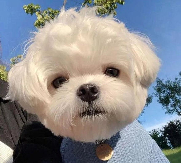 馬爾濟斯犬訓練