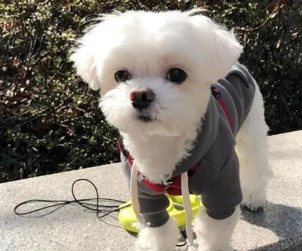 馬爾濟斯犬訓練