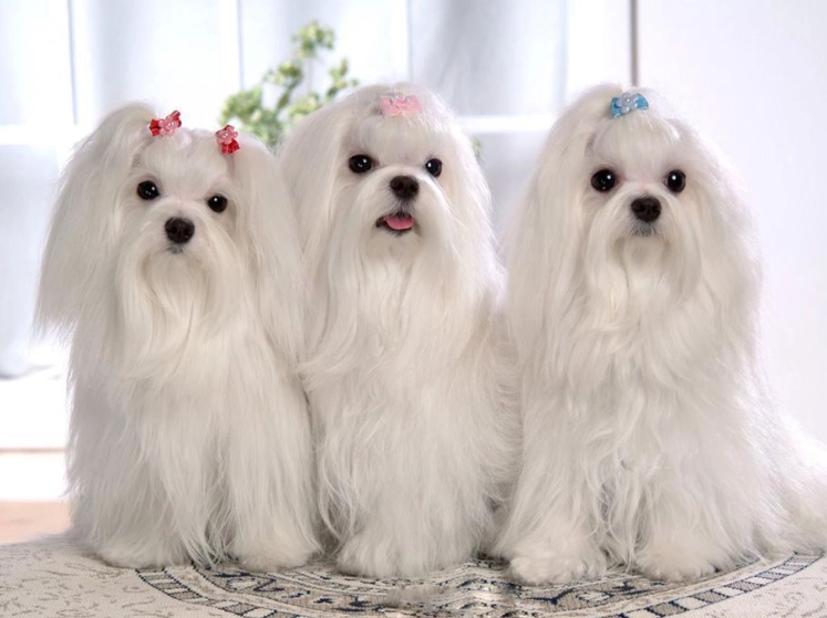 马尔济斯犬聰明嗎