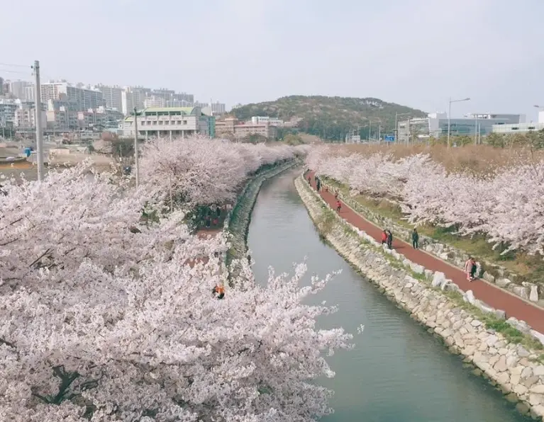 釜山賞櫻景點