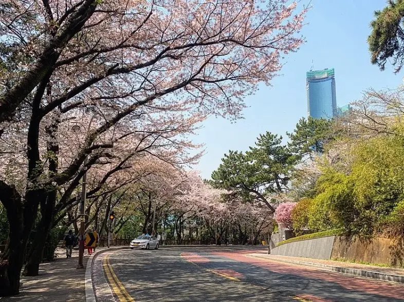 釜山櫻花季時間