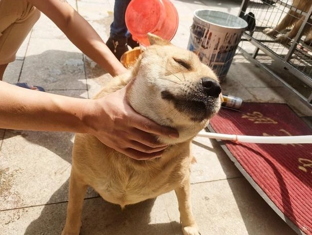 狗忠心行為
