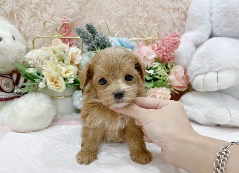 幼犬社會化訓練