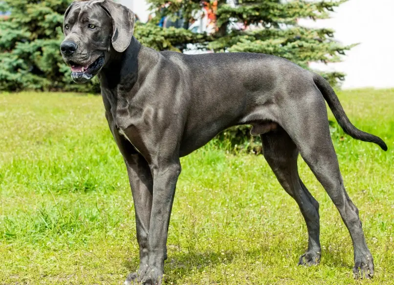 巨型犬介紹