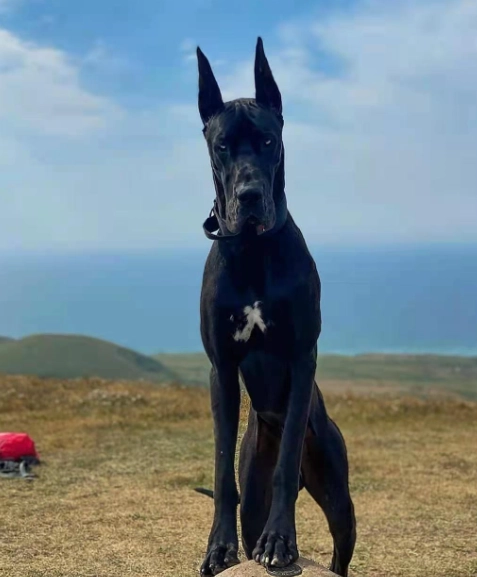 巨型犬飼養