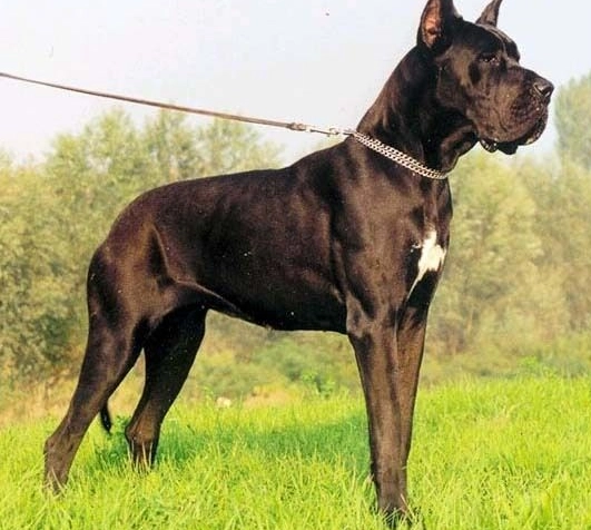 巨型犬飼養