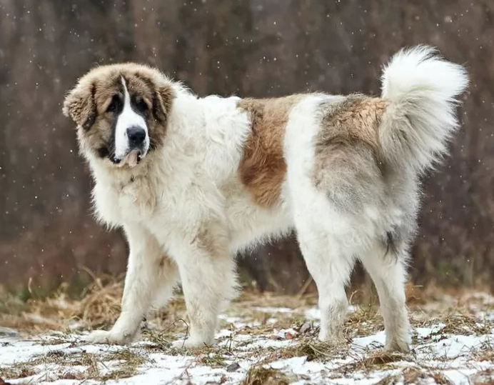 大型犬飼養