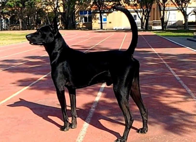 台灣犬好養嗎