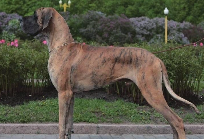 巨型犬飼養