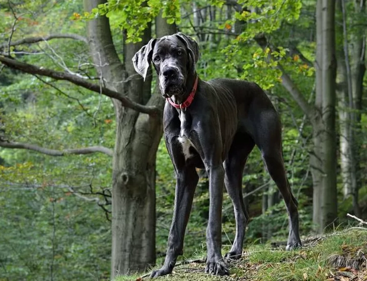 大型犬飼養