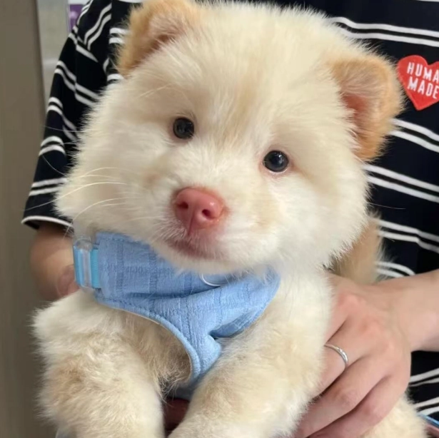幼犬社會化訓練
