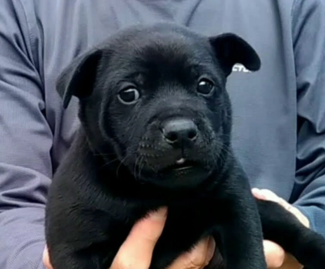 台灣犬好養嗎